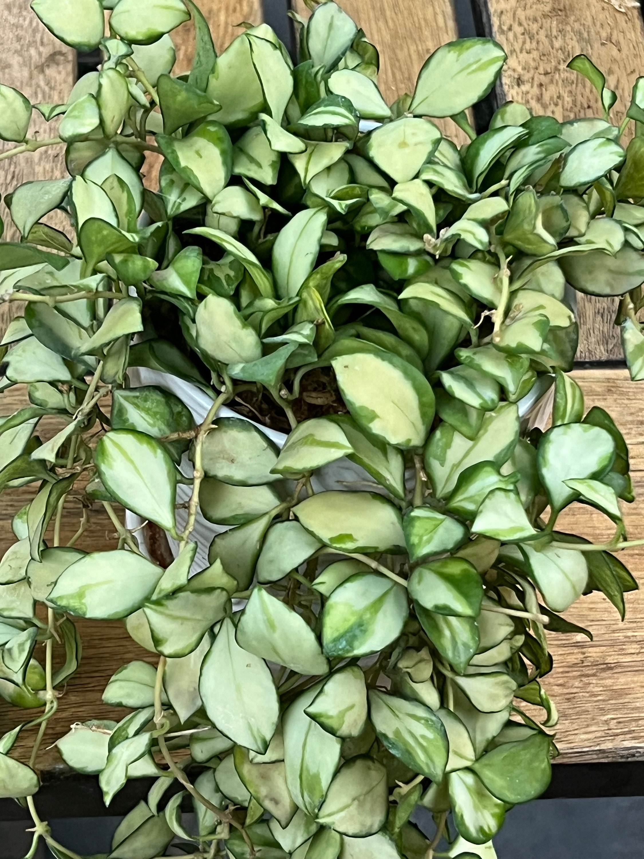 Hoya Heuschkeliana Inner Variegated Unrooted Cutting - Grower's Choice