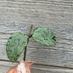 Hoya Mathilde Splash Unrooted Cutting (grower’s choice)