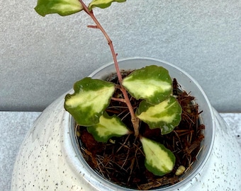 Hoya Kanyakumariana Variegated