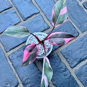 US Seller Variegated Philodendron Pink Princess Mutation image 1