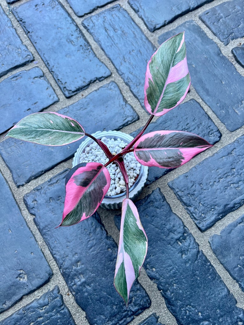 US Seller Variegated Philodendron Pink Princess Mutation image 1