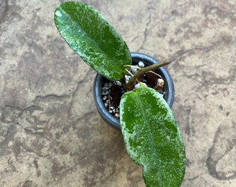 Hoya Nova Ghost