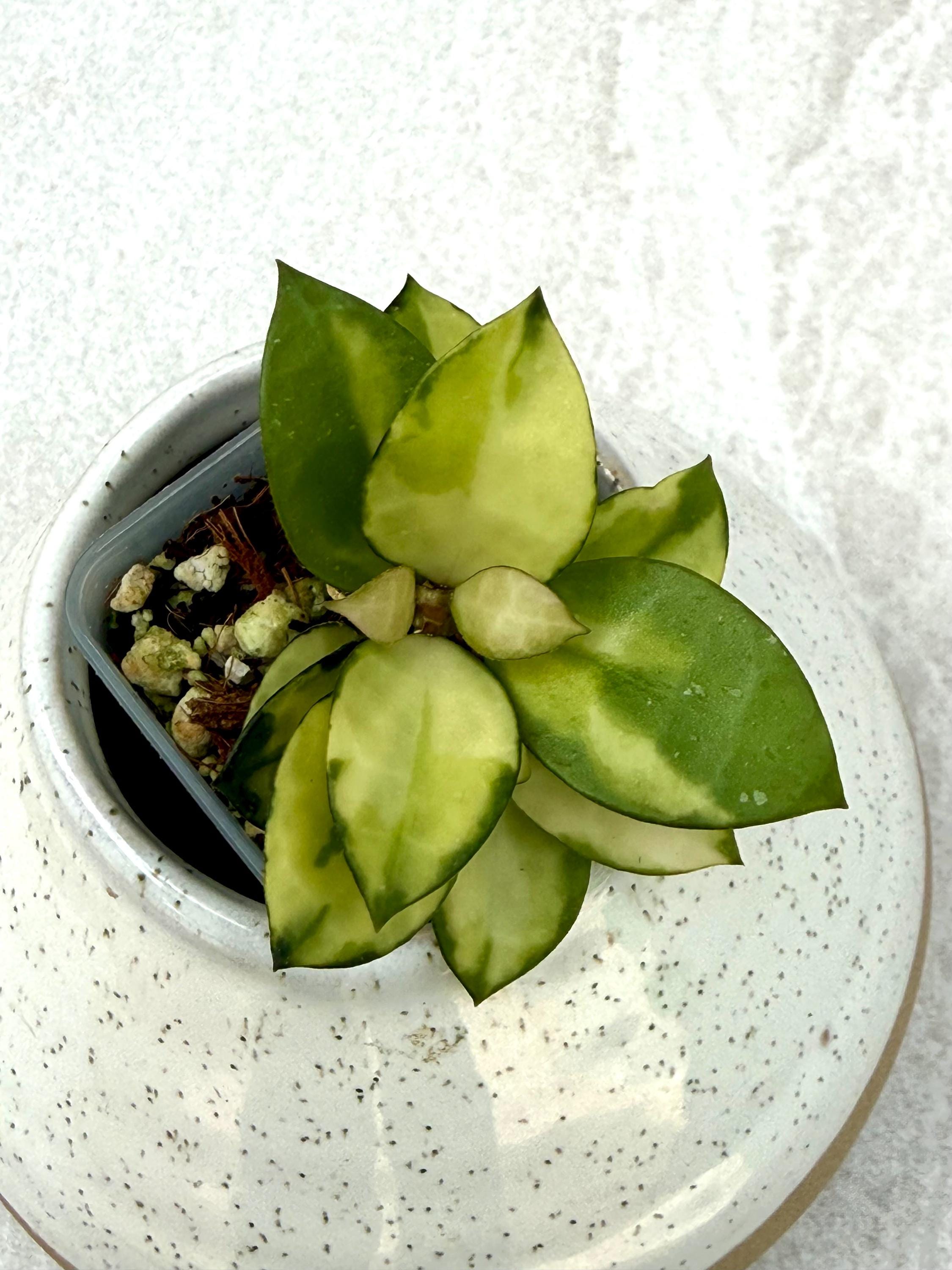 Hoya Lacunosa 'asami' (inner Variegated) - Etsy