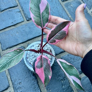US Seller Variegated Philodendron Pink Princess Mutation image 4