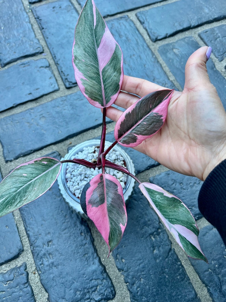 US Seller Variegated Philodendron Pink Princess Mutation image 4