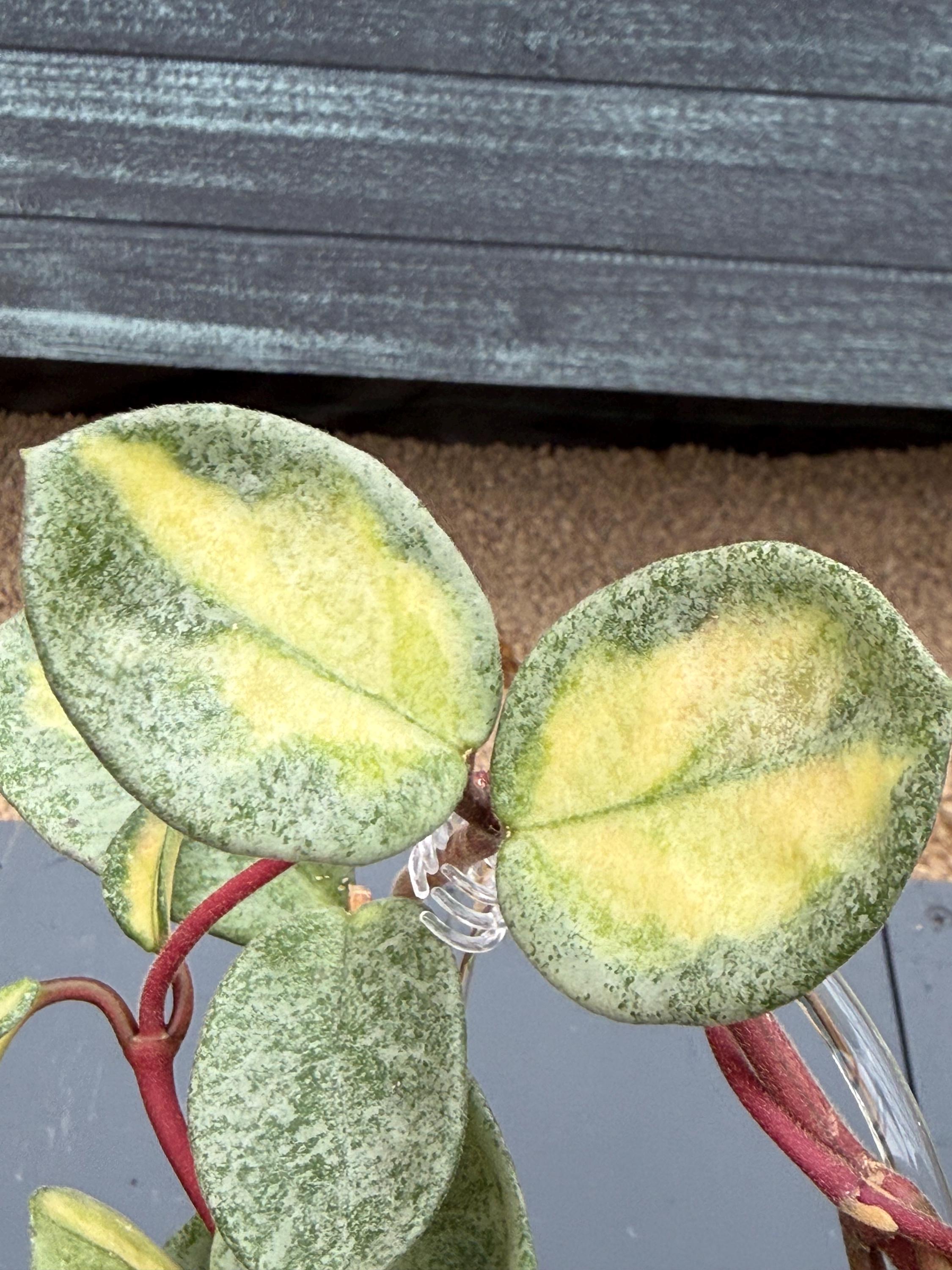 Hoya Argentea Princess Unrooted Cutting - Grower's Choice - Etsy