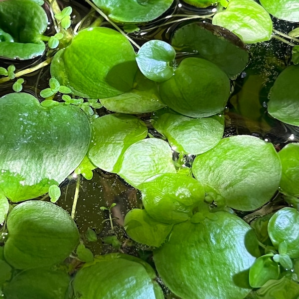 ADD-ON to an Order ONLY - Frogbit Aquatic Floater Plants