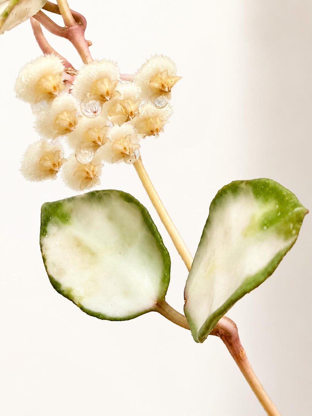 Hoya Lacunosa Minara Variegated Unrooted Cutting (grower's Choice