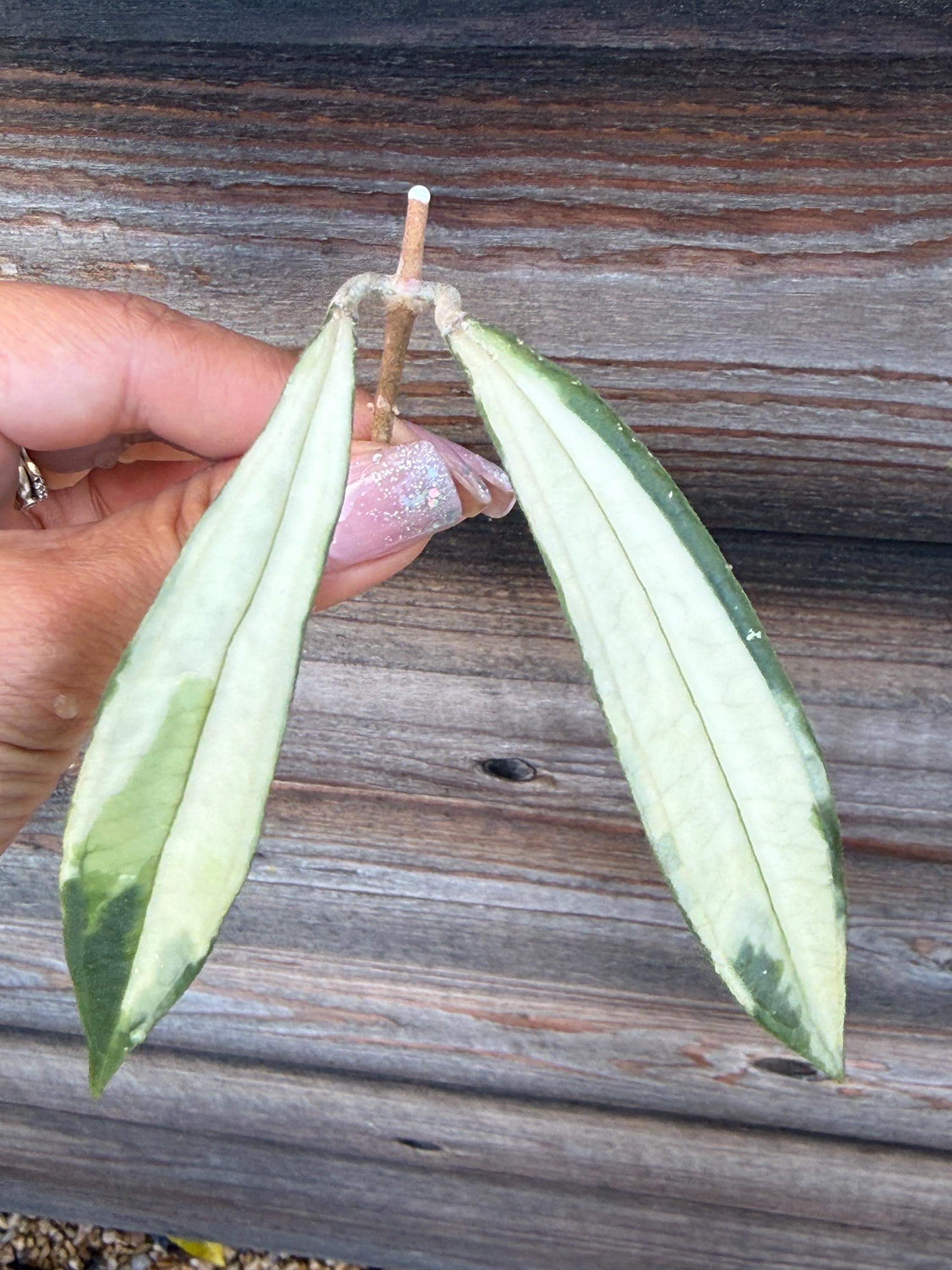 RARE Hoya Rigidifolia Variegated Unrooted Cutting (1 Node, 2
