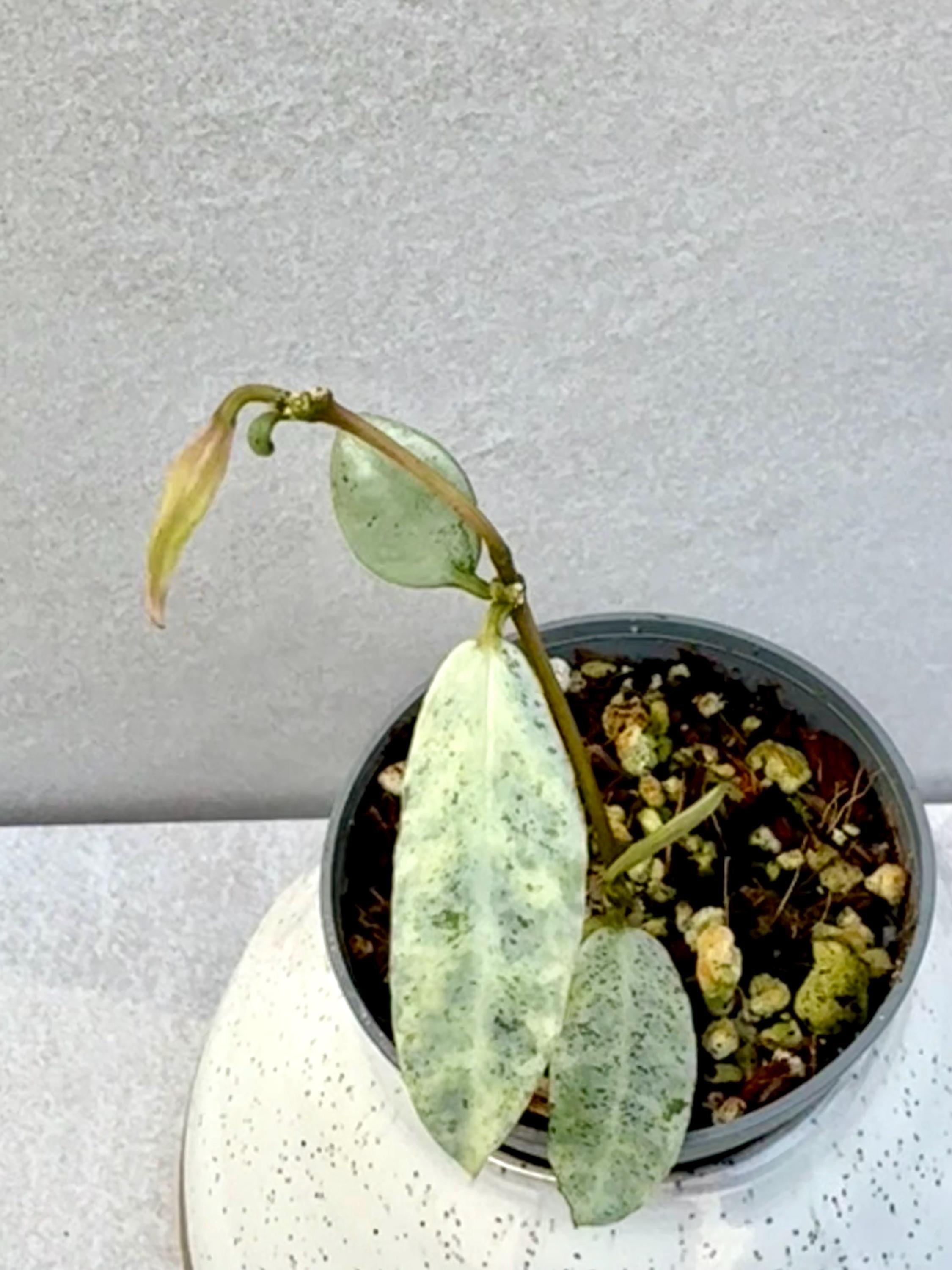 Hoya Chinghungensis Variegated - Etsy