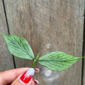 Hoya Polyneura Silver Unrooted Cutting - Grower's Choice - Etsy