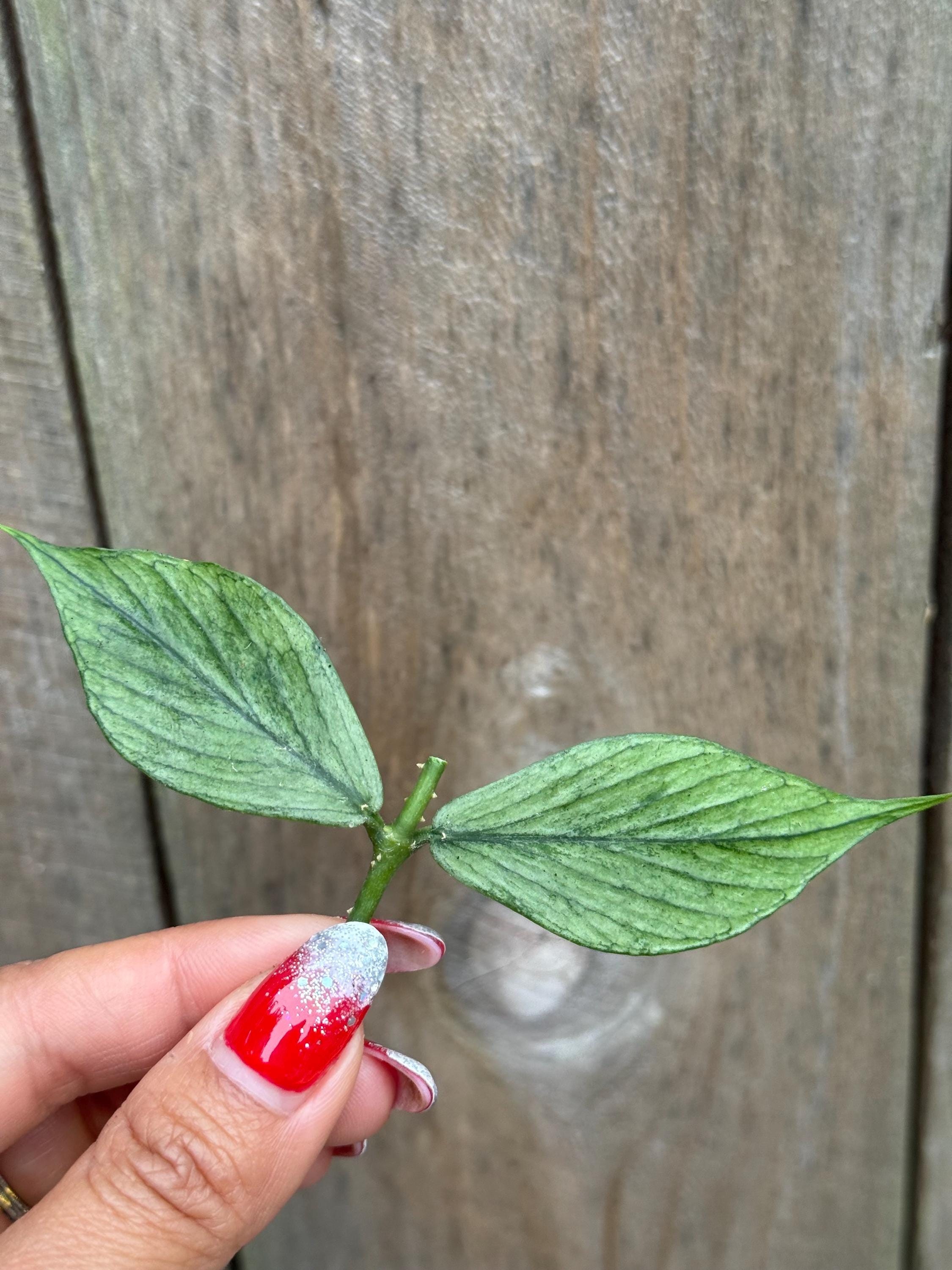 Hoya polyneura silver カット苗 Hoya Polyneura Silver Unrooted Cutting - Grower's Choice - Etsy