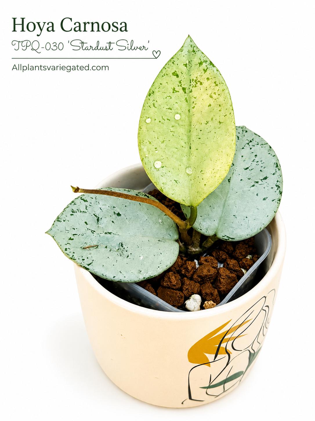 Hoya Chinghungensis Variegated - Etsy