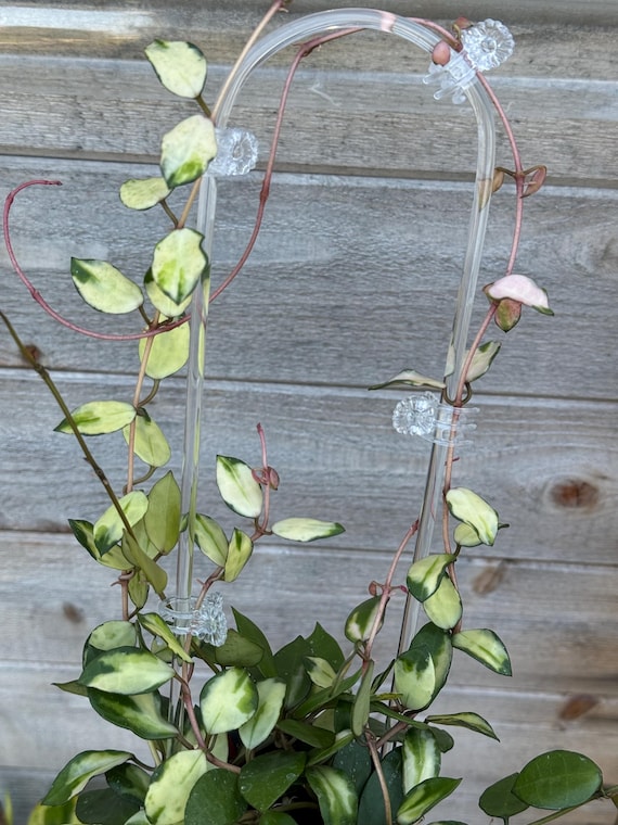 Hoya Lacunosa Minara Variegated Unrooted Cutting (grower's Choice