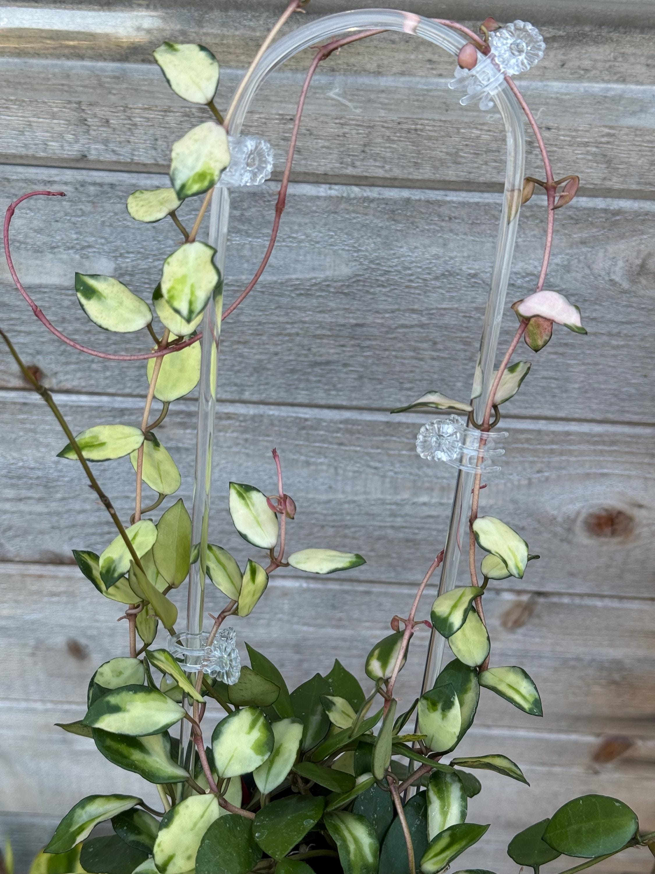 Hoya Lacunosa Minara Variegated Unrooted Cutting (grower's Choice