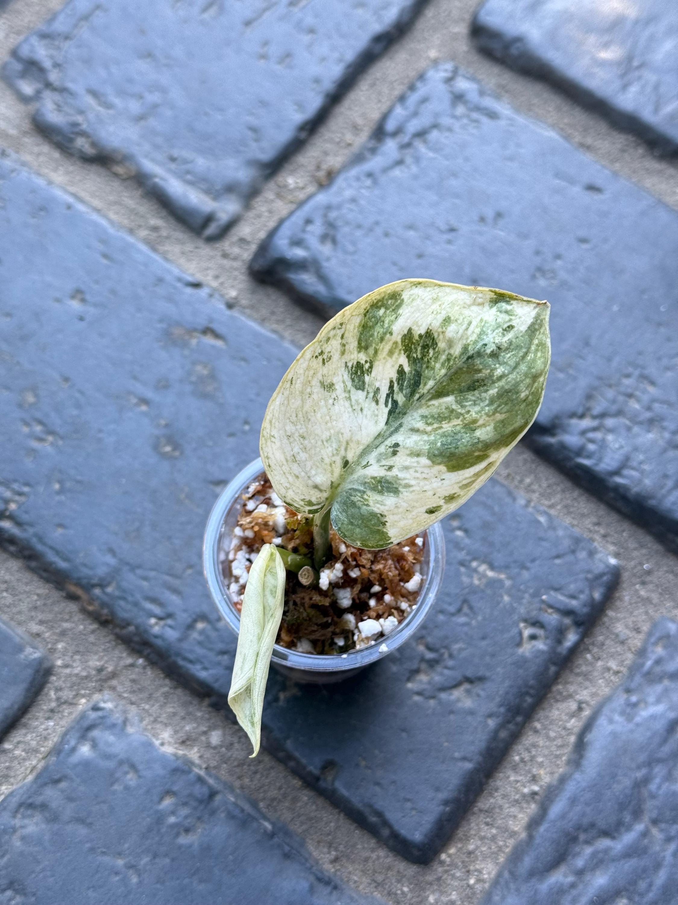 Scindapsus Halimoon - Etsy