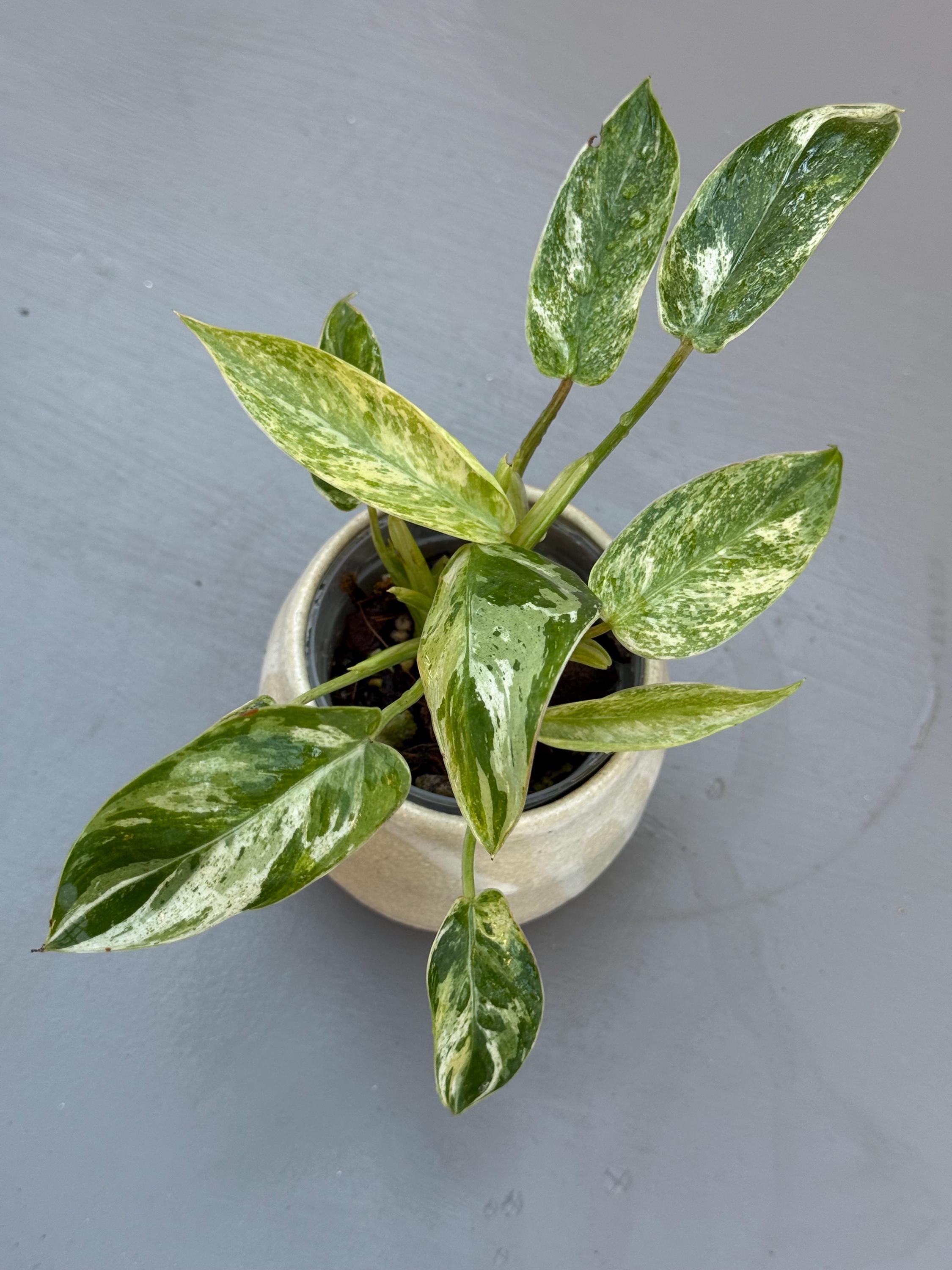 Philodendron Emerald Queen Variegated - Etsy