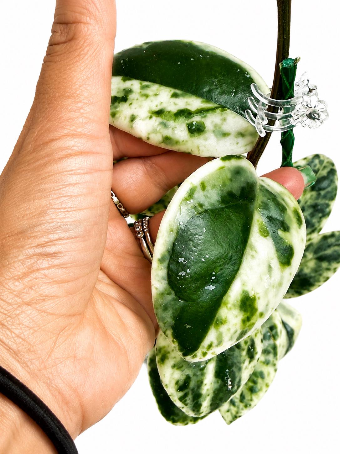 Hoya Madara Snow Angel Unrooted Cutting - 1 Node, 2 Leaves