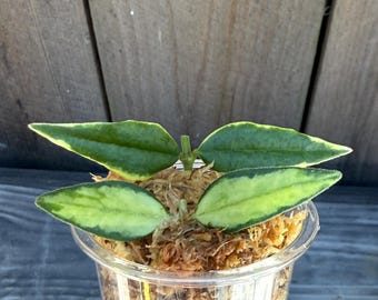 Hoya Bella Variegated Albomarginata Rooted - Etsy