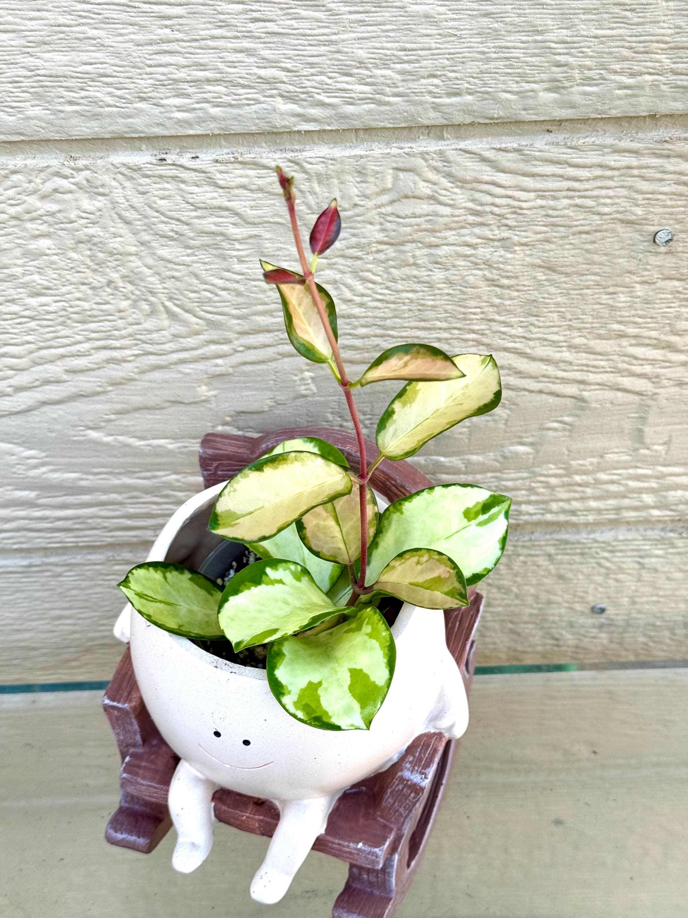 レア　ホヤ　Hoya Chinghungensis Variegat サクララン Hoya Variegated Chinghungensis ($140) from @LeafyLeafHawaii