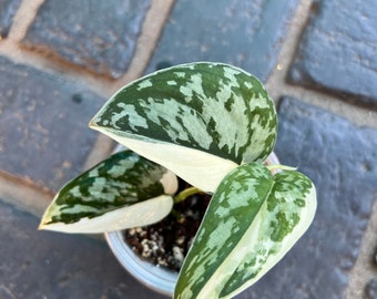 US SELLER Scindapsus Mayari Variegated