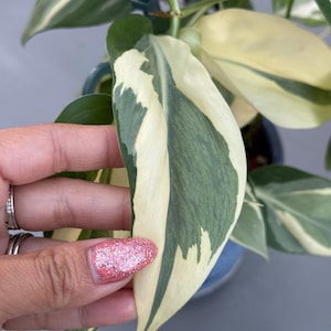 White Sport Golden Pothos - Etsy