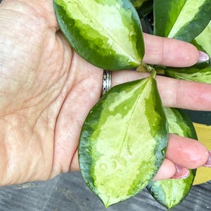 May include: Close-up of Hoya plant leaves. The leaves are a vibrant green with creamy yellow variegation and a glossy texture. Water droplets are visible on the surface of the leaves. The plant is held by a person.