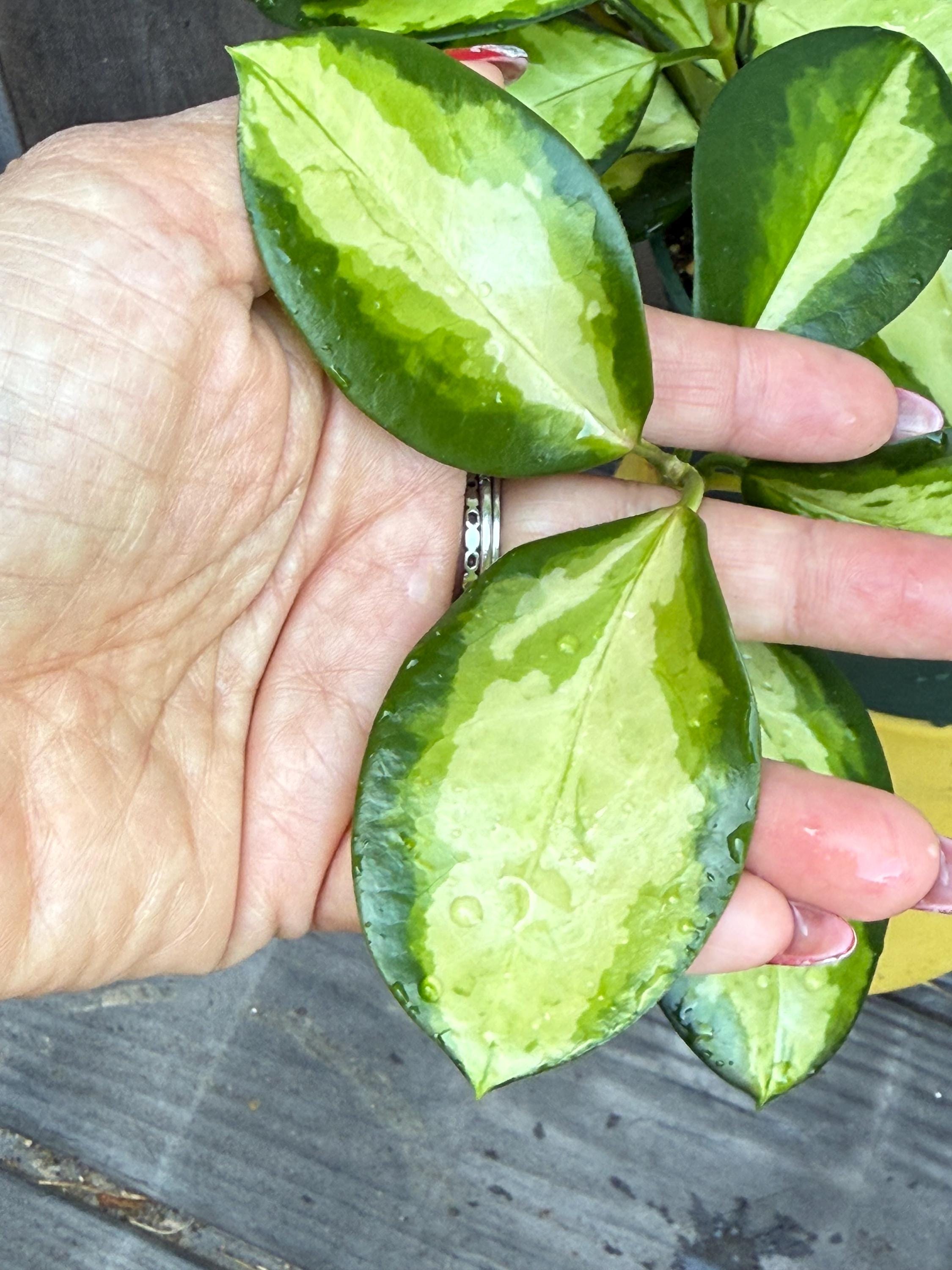 HOYAインスラリス　① 3.5号吊り Hoya Australis Lisa Variegated Unrooted Cutting (2 Leaves, One