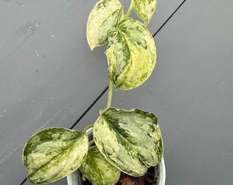 その他観葉植物 scindapsus bunaken Scindapsus bunaken variegated - Set of 5 Plants – BanrakTonmai