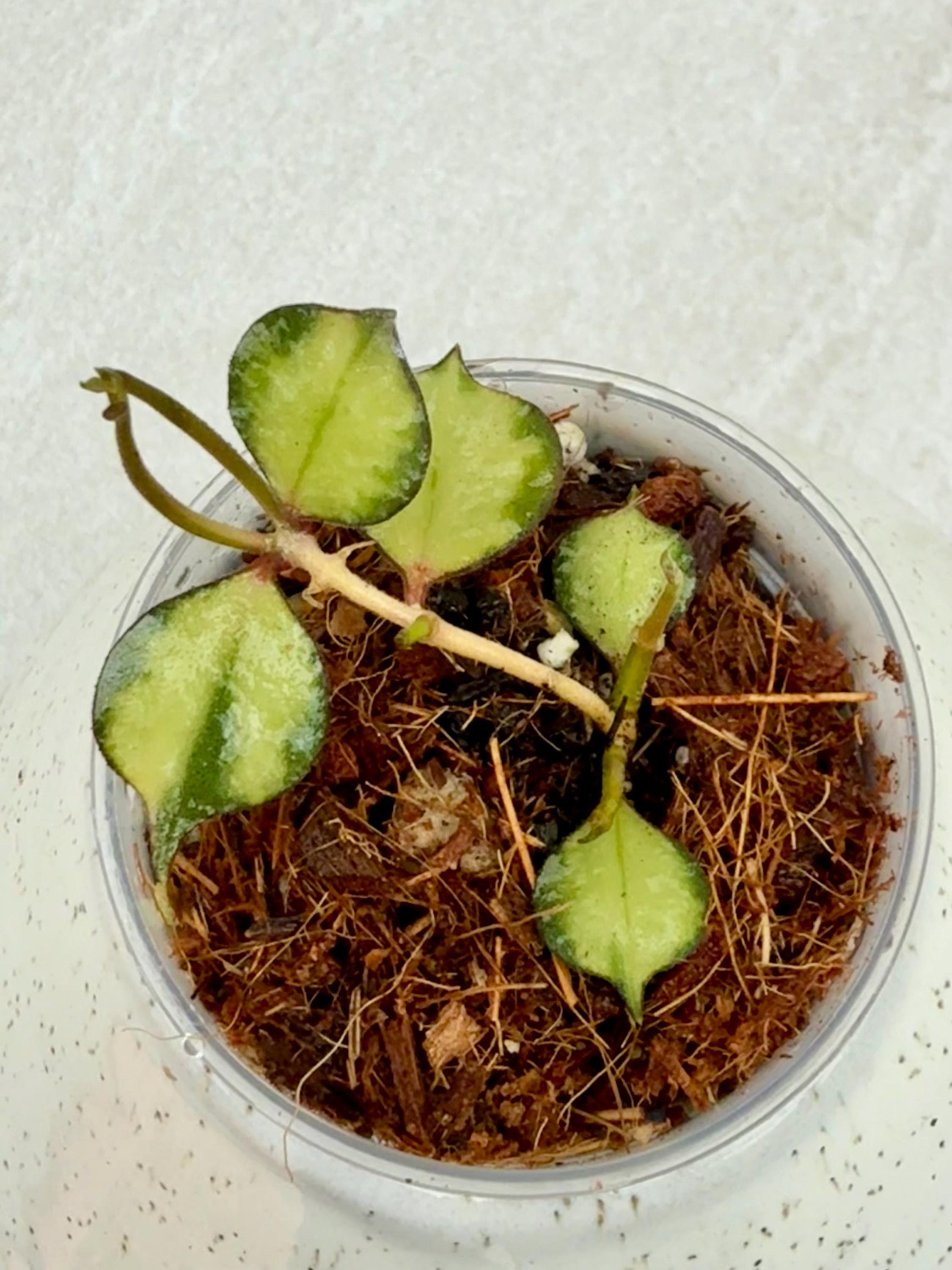 Hoya Chinghungensis Variegated - Etsy