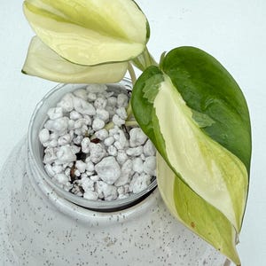 Philodendron Radiatum Variegated - Etsy