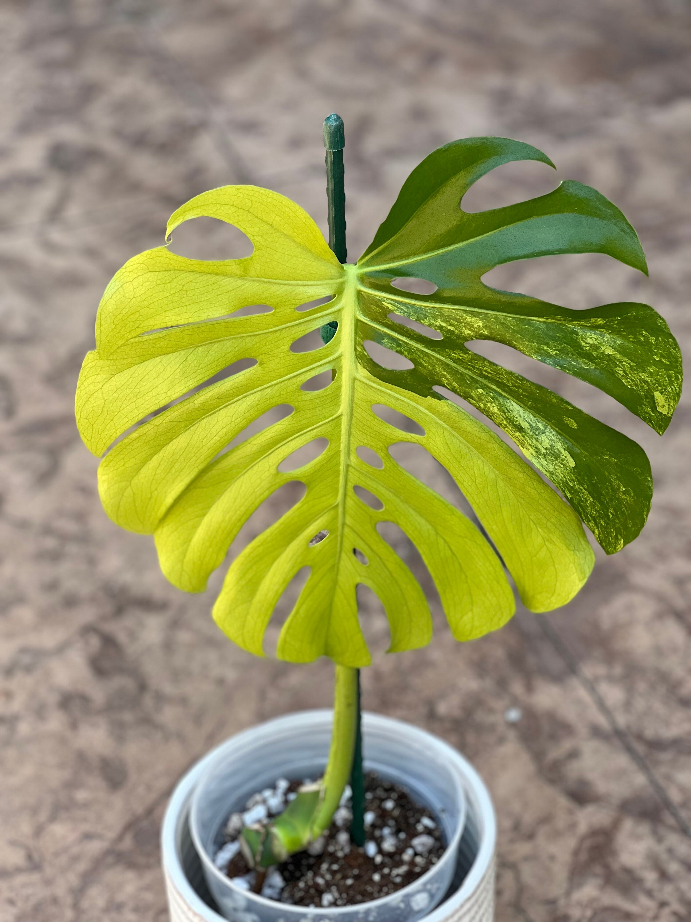 Monstera LF Green on Green - Etsy