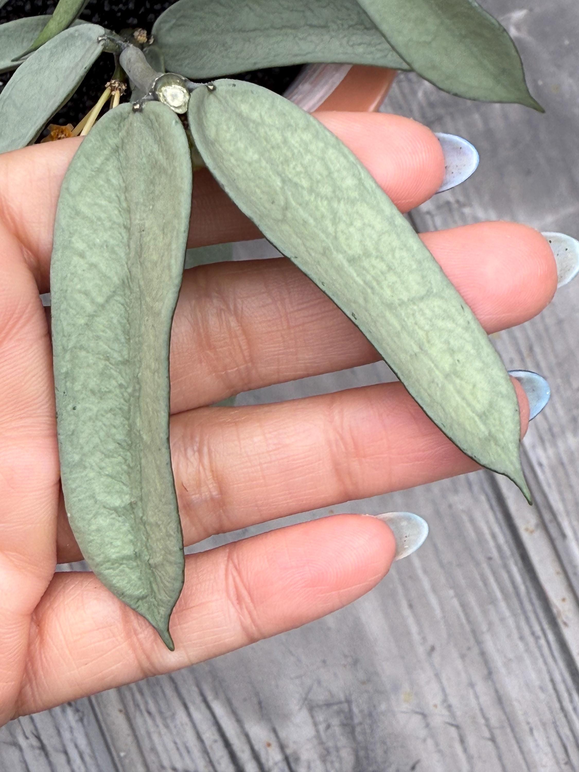 Hoya Pandurata Silver Unrooted Cutting (grower's Choice - 1 Node