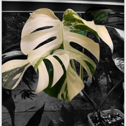 Epipremnum Hanoman Sp. Bali - Etsy