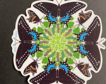 Easter Black Swallowtail Butterfly Life cycle sticker