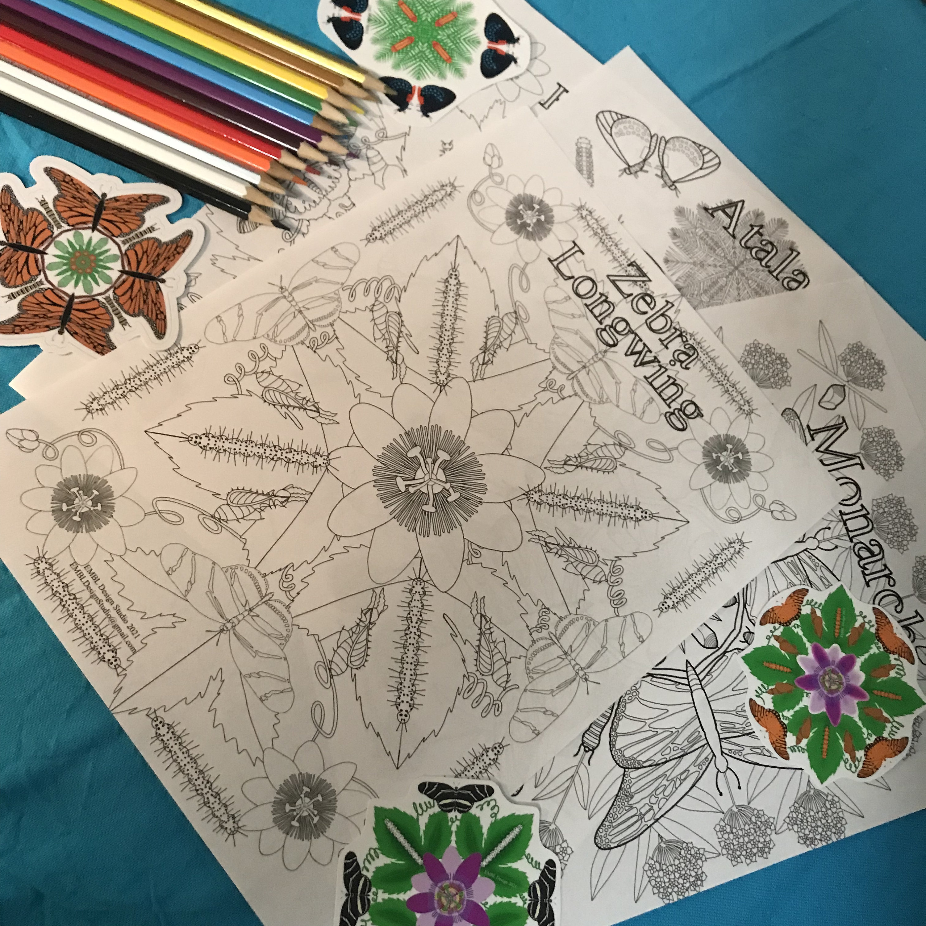 Butterfly Life Cycle Coloring Pages for Digital Download - Etsy