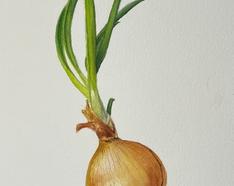 Original Aquarell Malerei Zwiebel signiert botanische Kunst Gemüse Ornament für Küche oder Esszimmer