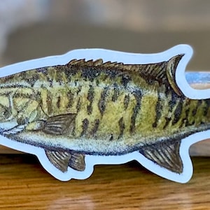 Smallmouth Bass Sticker: Brian Ford Art, Clear Vinyl (3.5&quot; x 2&quot;)