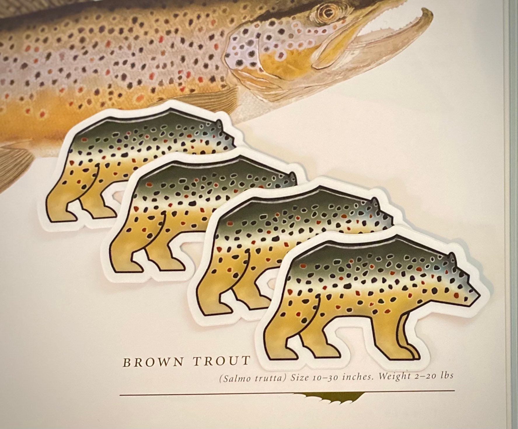 Patagonia Fish Sticker -  Canada