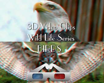 Vídeos de aves silvestres en 3D: águilas, búhos y petirrojos (.mp4)