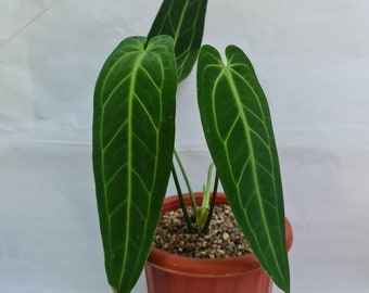 Anthurium Warocqueanum dark and narrow form Starter Plant Anthurium Warocqueanum dark and narrow form Starter Plant