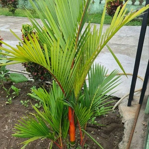 Cyrtostachys renda Lipstick Palm Tropical Plants ORAMICIN