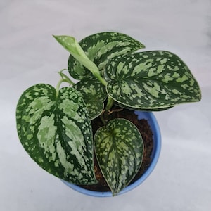 Scindapsus Tricolor Tropical Plants ORAMICIN
