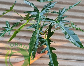 Philodendron Longilobatum tropische planten ERAMICIN