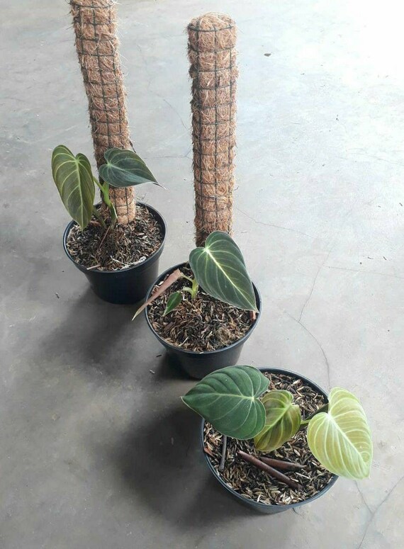 Philodendron Melanochrysum small size Tropical plants wholesale Detail