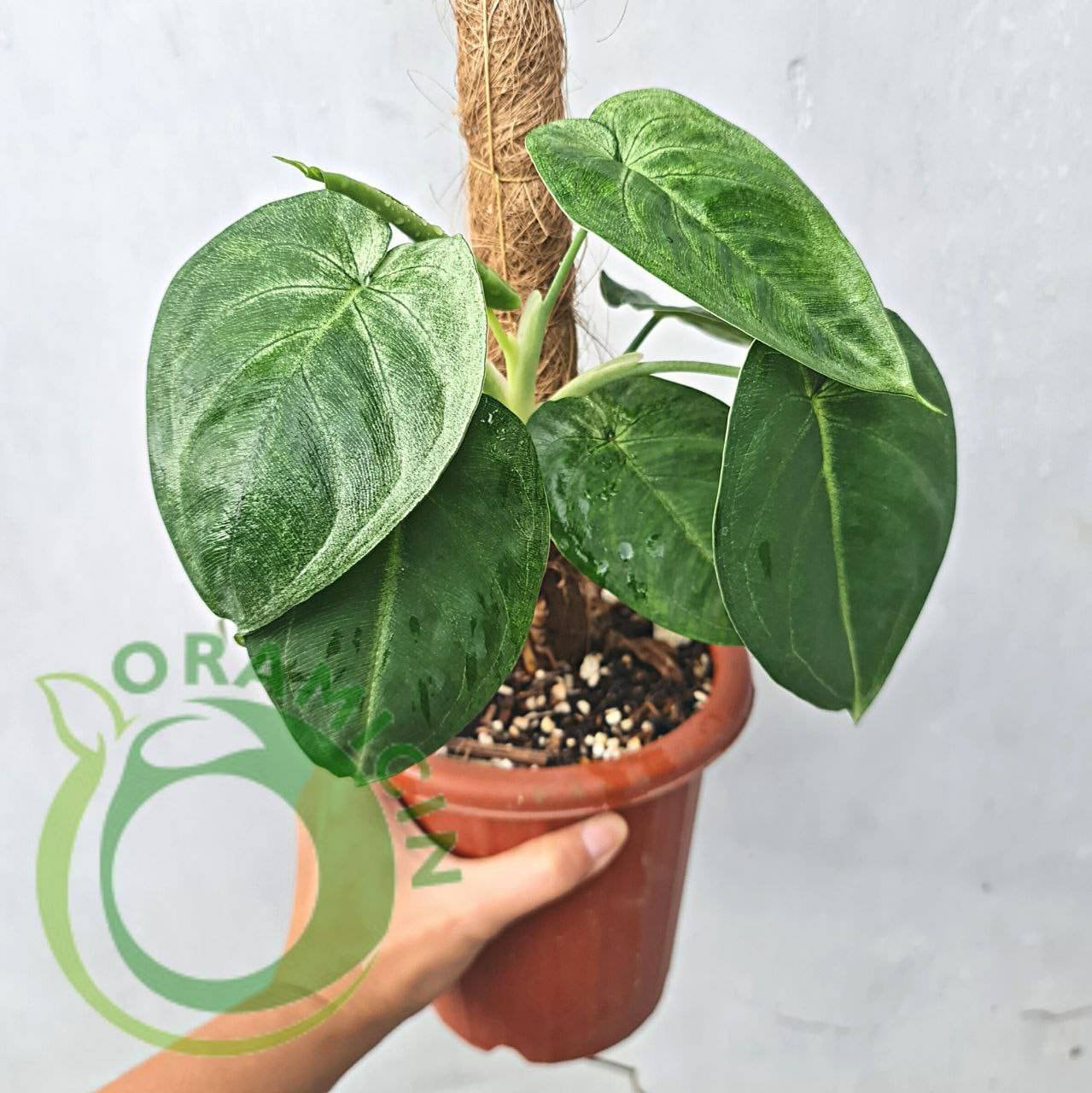syngonium chiapense variegated syngonium chiapense variegated