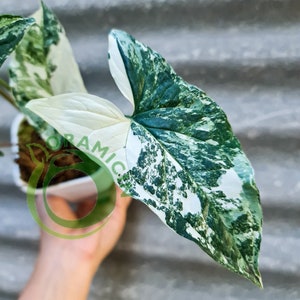 Syngonium Albo Variegated white variegated tropical plants ORAMICIN