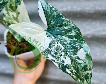 Syngonium Albo Plantas tropicales abigarradas blancas abigarradas ORAMICINA
