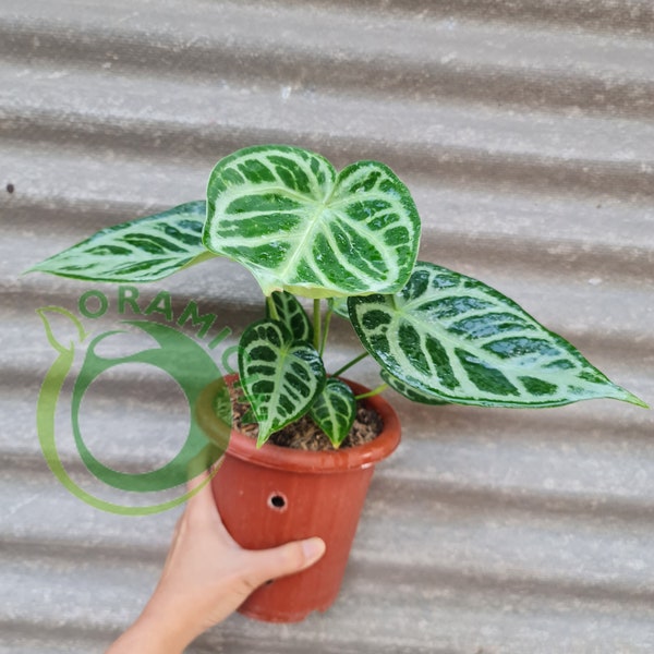 Anthurium Silver Blush Dorayaki ORAMICIN