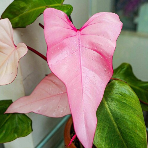 Philodendron Pink Dark Lord Tropical Plants Wholesale / Retail Etsy